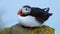 Puffin on the rocks at latrabjarg Iceland.