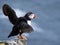 Puffin on the rocks at latrabjarg Iceland on a sunny day