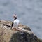 Puffin on the Rocks looking back