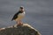 Puffin at Runde, Norway