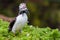 Puffin with sand eels