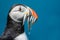 Puffin with Sand Eels