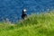 Puffin sea green grass Staffa