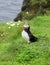 Puffin in Shetland