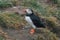 Puffin with side profile view, emerging from its burrow in Iceland