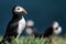 Puffin, sitting on a cliff top