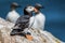 Puffin, sitting on a cliff top