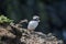 Puffin, sitting on a cliff top