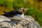 Puffin sitting on a rock