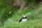 Puffin sitting in wet grass at the LÃ¡trabjarg cliffs of Iceland, in the Westfjords. This is the westernest most point in the