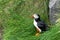 Puffin sitting in wet grass at the LÃ¡trabjarg cliffs of Iceland, in the Westfjords. This is the westernest most point in the
