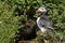 Puffin on Skomer Island in Pembrokeshire, Wales