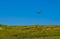 A Puffin soars above Skomer Island, Wales