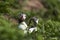 Puffin socialising on Skomer Island in Pembrokeshire, Wales