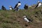 Puffin socialising on Skomer Island in Pembrokeshire, Wales