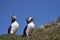 Puffin socialising on Skomer Island in Pembrokeshire, Wales