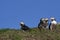 Puffin socialising on Skomer Island in Pembrokeshire, Wales