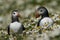 Puffin socialising on Skomer Island in Pembrokeshire, Wales