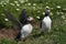 Puffin socialising on Skomer Island in Pembrokeshire, Wales