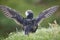 Puffin spreading wings on Mykines cliffs. Faroe birdlife
