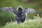 Puffin spreading wings on Mykines cliffs. Faroe birdlife