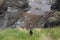 Puffin on staffa island scotland