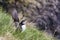 Puffin on staffa island scotland