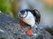 Puffin standing on cliff fratercula arctica