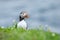 Puffin standing in grass