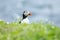 Puffin standing in grass