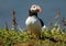Puffin standing in grass