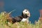 Puffin standing in grass