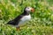 Puffin standing on the green grass