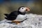 Puffin standing on a rock, Farne islands, Scotland