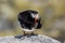 Puffin staring at camera, Farne islands, Scotland