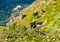 A Puffin strolls along a cliff edge on the way back to his burrow on Skomer Island breeding ground for Atlantic Puffins