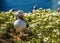 A Puffin strolls through the daisies on Skomer Island breeding ground for Atlantic Puffins