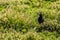 A Puffin strolls through the grass towards his burrow on Skomer Island breeding ground for Atlantic Puffins