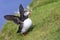 Puffin takes off to catch fish on Shetland Island with strong winds