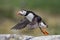 Puffin taking flight, Farne islands, Scotland