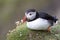 Puffin waiting on green grass cliff ledge for mates to return fr