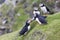 Puffin waiting on green grass cliff ledge for mates to return fr