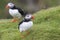 Puffin waiting on green grass cliff ledge for mates to return fr