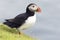 Puffin waiting on green grass cliff ledge for mates to return fr