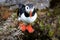 Puffin walking in the grass at Runde