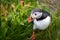 Puffin walking in the green grass at Runde