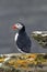 Puffin on Westray, Orkney Isles, Scotland