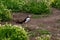 Puffin among white flowers in Farne Islands