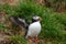 Puffin with wings open, emerging from its burrow in Iceland