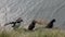 Puffins are amazing birds of Iceland, close-up photography.